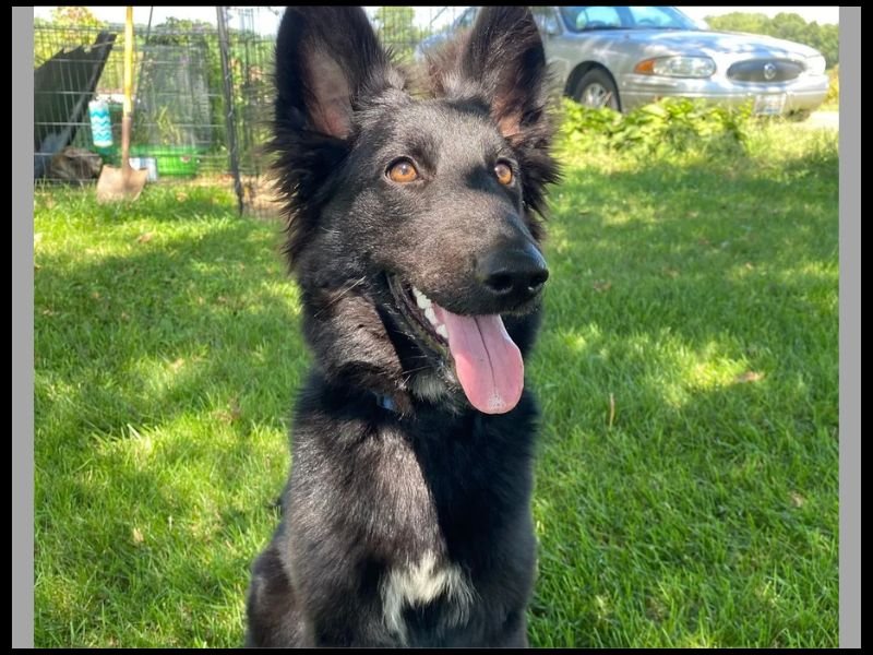 border collie personality traits