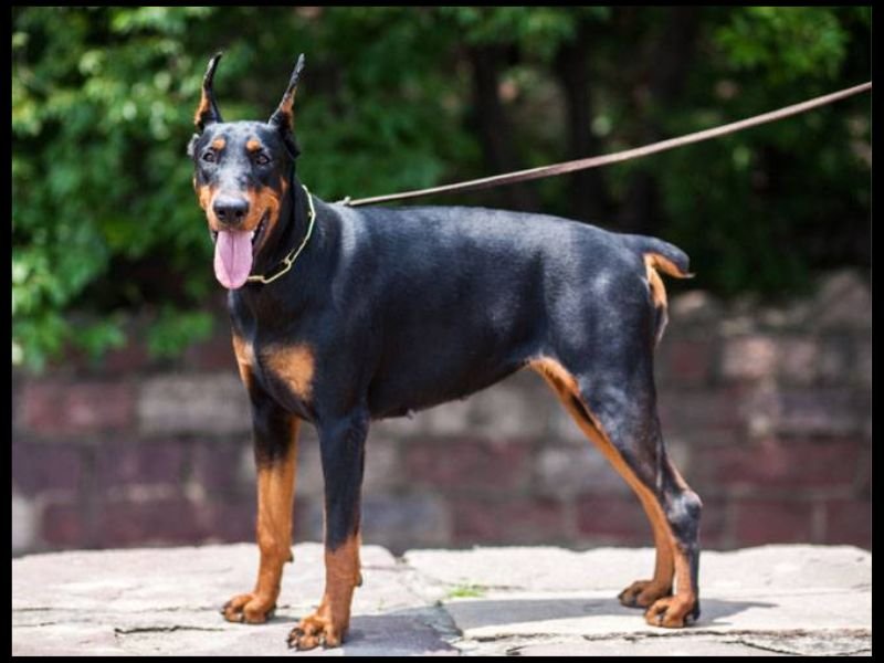 mini doberman pinscher