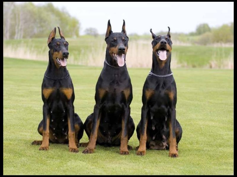 Doberman Pinscher Grooming Tips