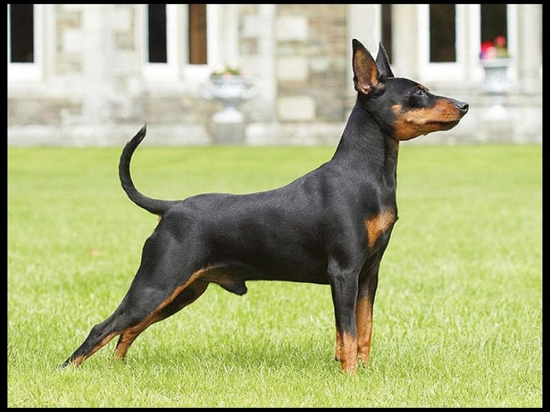 doberman pinscher price