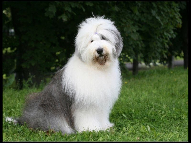 old english sheepdog poodle mix