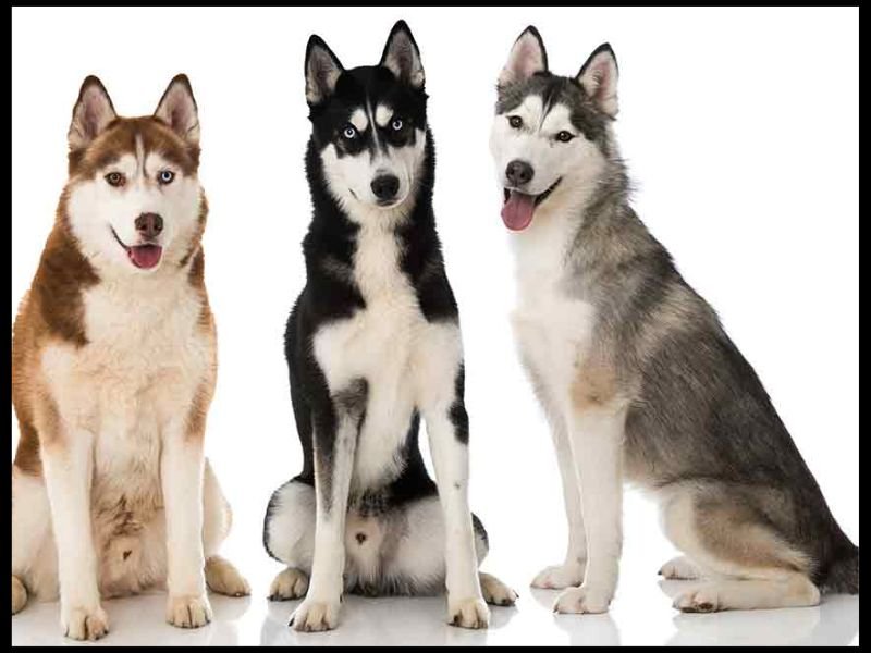 siberian husky german shepherd mix