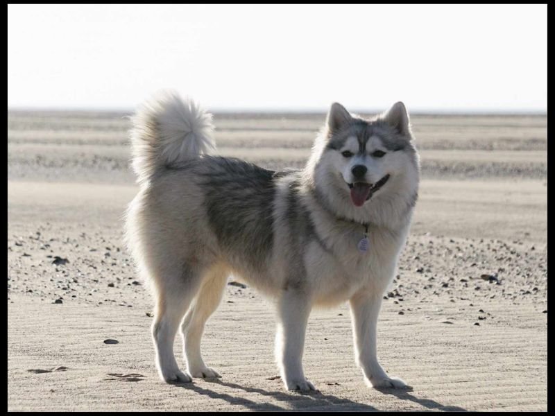 siberian husky german shepherd mix