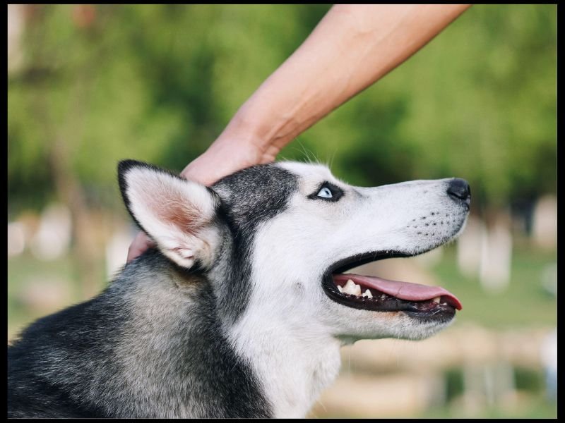 siberian husky temperament