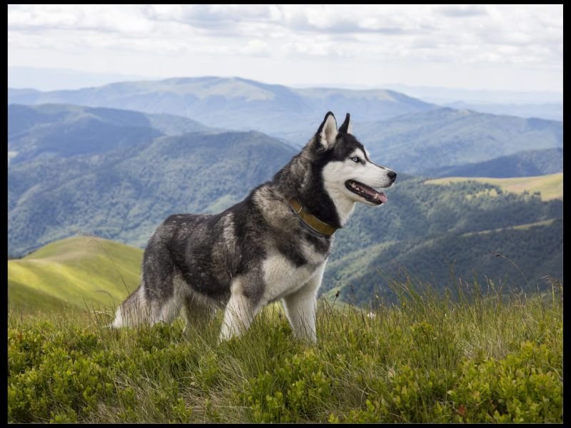 Siberian Huskies