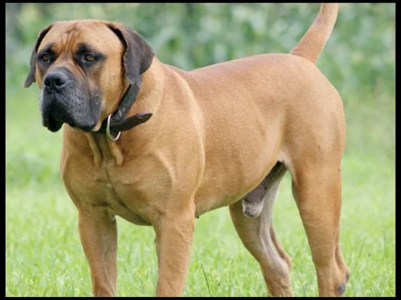 boerboel south african mastiff